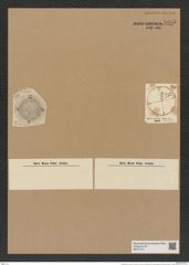 Aulacodiscus crux Ehr. (de-Toni-Nr.: Genus 182, Species 4514) Zeichnungen Sammlung Grunow Nr. 8085 (NHMW-BOT-W0377417)